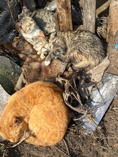 Three domestic cats are observed sleeping outdoors in Курылавіцкі сельскі Савет, Belarus. The scene is illuminated by direct sunlight, casting distinct shadows. In the lower portion of the frame, a ginger-colored tabby cat is curled tightly into a ball, resting on dry, dark soil. In the upper-mid section, two additional tabby cats are nestled together on a piece of coarse, brown, burlap-like fabric. One larger tabby, with grey and brown striped fur and white markings on its chest and paws, is lying with its head slightly raised and eyes closed. A smaller, similarly striped tabby is sleeping against it. The cats are positioned amidst an accumulation of various discarded materials, including weathered wooden planks, a grey textured piece resembling broken tile or concrete, dry plant matter, a crushed metal can, and a piece of reflective metal sheeting. The overall environment appears to be an unkempt outdoor area. No human subjects are visible.