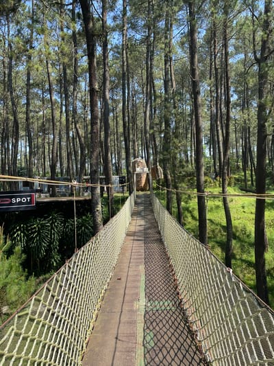 This image captures a long, elevated rope bridge extending through a dense pine forest in Cikole, Indonesia, under bright daylight. The bridge features a pathway constructed from metal diamond plate sections, which appear to be a dark green or brown, and is flanked by tall, light-colored rope netting on both sides, serving as safety barriers. Shadows from the netting are distinctly cast upon the bridge's pathway.

The environment is dominated by numerous slender, vertical pine trees with dark trunks and green needles, reaching high towards a clear blue sky. The ground visible beneath and around the bridge is covered in vibrant green grass, interspersed with areas of shadow.

To the left of the bridge, below its level, a recreational area is established. A prominent sign with a red border and white text reads "D SPOT." Adjacent to this sign, a raised platform hosts several modular structures, possibly converted shipping containers, arranged as buildings or seating areas. Multiple individuals are visible on this platform, some seated, others standing, engaging in what appears to be leisure or dining activities. Further into the forest on the left, lush green broad-leafed plants are visible.

At the far end of the bridge, a distinctive, sculptured stone-like structure, possibly an archway or decorative element, marks an entrance or transition point. The overall scene conveys an outdoor recreational or adventure park setting within a natural forest landscape.