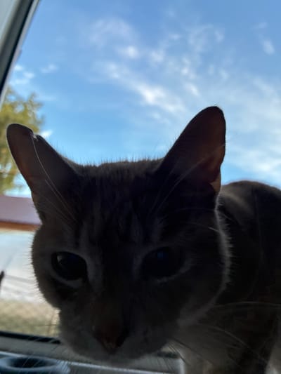 This low-angle, close-up photograph captures the face of a gray tabby cat looking down towards the camera. The cat's head is tilted, with one ear prominently visible in the foreground. Its eyes are wide, and its fur appears soft. The background consists of a bright blue sky with scattered white clouds, suggesting it is daytime. Hints of green foliage and a blurred window frame suggest the cat is positioned near a window or on an elevated surface outdoors. The overall lighting indicates it's daytime, possibly late morning or early afternoon, given the brightness of the sky. No text is visible in the image. The image is taken from a perspective as if the viewer is looking up at the cat.