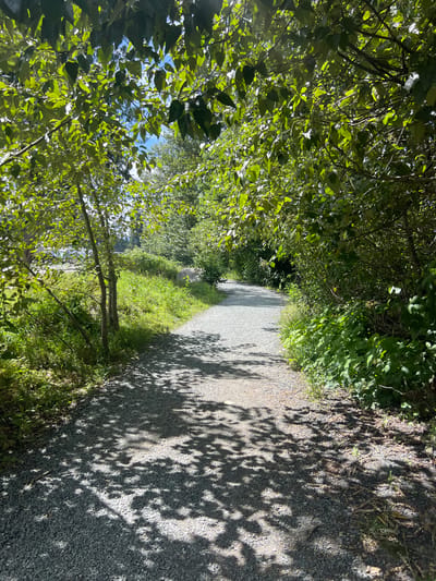 A shaded gravel pathway winds through lush green foliage, with dappled sunlight filtering through the leaves onto the ground. The path appears to be in a park or natural area, likely in Chilliwack, Canada, given the dense vegetation and mature trees. The environment suggests a pleasant day outdoors, with the pathway inviting exploration. No people or specific actions are visible. The scene is characterized by its natural beauty and the tranquility of a wooded setting.