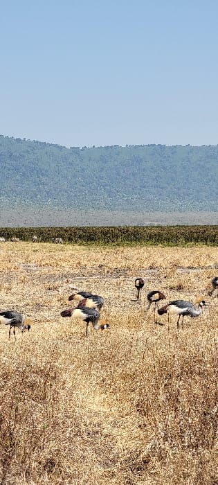 The image depicts a natural landscape in Ilturot Lorkereyan, Tanzania, under a clear, pale blue sky. In the foreground and midground, a field of dry, yellowish-brown grass and sparse vegetation extends across the frame, showing patches of lighter soil. Scattered throughout this field are approximately seven to eight Grey Crowned Cranes (Balearica regulorum), characterized by grey bodies, white and brown wing markings, and distinctive golden feathered crowns. Several cranes have their heads lowered, appearing to forage or peck at the ground. In the mid-distance, a darker band of denser, taller green-brown vegetation, likely reeds or marsh plants, stretches horizontally. Behind this vegetation, faintly visible on the left side, are several light-colored, striped animals consistent with zebras. The background features a large, verdant hill or mountain range covered in dense dark green foliage, extending to the horizon. No people or man-made structures are visible.