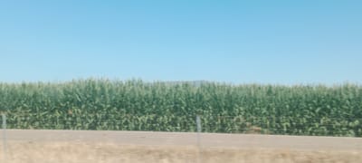 A wide-angle, horizontal outdoor shot captures a vast field of tall, green corn stalks under a clear, bright blue sky. A rough, paved road runs horizontally across the lower third of the frame, separating the cornfield from a dry, grassy foreground. In the distance, faint outlines of hills are visible beyond the cornfield. A wire fence runs along the edge of the road, partially obscuring the corn. There are no people or animals visible in the image, and no discernible activity is taking place. The scene suggests a rural agricultural setting, possibly during the daytime in a warm climate.