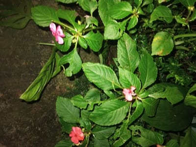 The scene depicts a dense arrangement of various green plant foliage and flowering plants, located in Naya Andura, India. Three distinct flowers are visible: one light pink at the upper left, one light pink/peach at the mid-right, and one reddish-pink at the lower center, consistent with the Impatiens genus. The surrounding leaves are predominantly green, exhibiting varying conditions. Multiple leaves show evidence of insect damage, presenting with holes and irregular margins. A large, dark green leaf featuring natural perforations, characteristic of a Monstera plant, is prominent in the upper left quadrant. To its right, another long, folded green leaf is visible. The background, particularly on the left, is a dark, textured surface, possibly a damp wall or ground. The lighting suggests a low-light environment. No human subjects or discernible actions are present.