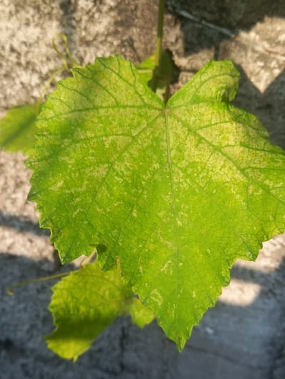 A close-up photograph captures a large, heart-shaped, green plant leaf exhibiting interveinal chlorosis, characterized by widespread light green to yellowish-white mottling against a darker green venation pattern. The leaf has distinct serrated edges and is in sharp focus, positioned centrally within the frame. A darker green stem or vine extends vertically behind the leaf, with a smaller, partially obscured green leaf and a slender, curled tendril visible to the left. The background consists of a blurred, textured, light grey-brown surface, consistent with a concrete or plastered wall, illuminated by natural light casting distinct shadows. The scene is located in Bojongherang, Indonesia. No individuals or active interactions are depicted.