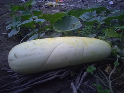 A large, pale yellow squash rests on the ground, partially surrounded by lush green leaves and vines. The squash is elongated and smooth, with subtle indentations running along its surface. It appears to be growing in a garden or a natural outdoor setting, as evidenced by the soil, dried leaves, and plant debris scattered around it. The leaves are broad and lobed, typical of a cucurbit plant, and some show signs of wear or damage. Small yellow flowers, possibly from the same plant, are visible amidst the foliage. The background is somewhat obscured, but it seems to be a somewhat unkempt area with more debris and dry vegetation. The lighting suggests it might be dusk or early morning, with a muted, diffused light. The scene conveys a sense of natural growth and harvest. There is no visible text in the image.