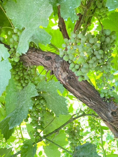 The image shows a close-up, low-angle view of green grapes on a vine, likely in the city of Myrza-Ake, Kyrgyzstan. The focus is on the fruit and foliage, with a gnarled, brown vine trunk dominating the center of the frame. Several clusters of small, round green grapes hang from slender stems. Large, broad green leaves with visible veins and a slightly dusty surface surround the grape clusters. The background is filled with bright green foliage and areas of bright sunlight filtering through the leaves, suggesting an outdoor setting during the day. No people or animals are visible. The overall impression is one of a close-up view of a healthy grapevine with developing fruit.