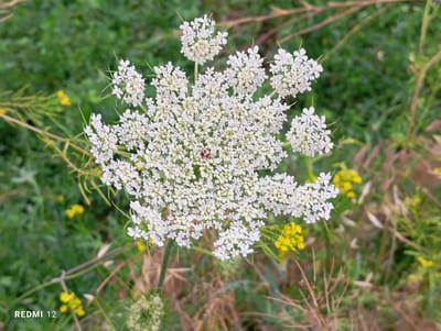 This is a close-up, eye-level shot of a Queen Anne's Lace flower in full bloom. The flower is the central subject, its intricate white umbel filling most of the frame. The delicate white petals are clustered together, with a single, tiny red floret visible near the center of the main bloom. The flower is set against a soft, blurred background of green foliage and yellow wildflowers, suggesting a natural, outdoor setting. The lighting is natural and diffused, indicating it could be daytime, possibly overcast or early morning/late afternoon.
The overall impression is one of delicate beauty and natural abundance. The focus is sharp on the flower, highlighting its fine details, while the background is intentionally blurred to emphasize the subject. The presence of other wildflowers and greenery suggests a meadow or a wild garden environment.
There are no people or obvious human-made objects, except for the text "REDMI 12" in the bottom left corner, indicating the device used to capture the image. The scene evokes a sense of tranquility and the simple beauty of nature. The location context of Semetey, Kyrgyzstan, further suggests a rural or natural landscape.