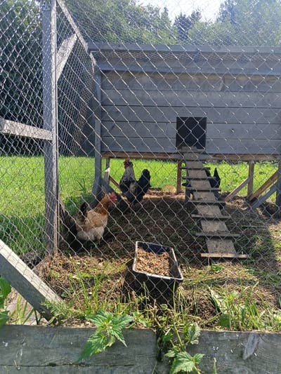 An outdoor shot captured at eye-level shows a chicken coop with a wire fence enclosure. The coop, constructed from weathered wooden planks, is elevated, allowing access via a simple wooden ladder. Inside the enclosure, several chickens are present, including a light brown hen with a red comb and wattle, and two roosters, one with black and white plumage and another with predominantly black feathers. The ground within the enclosure is covered with dirt and scattered straw. Outside the coop, a patch of green grass is visible, with trees forming the background. A black plastic feeder filled with feed is positioned near the fence. The image's composition suggests it was taken during daylight, with natural lighting. The location is identified as Semenkovo, Russia.