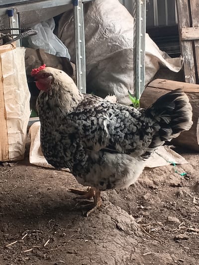 A hen with black and white speckled plumage stands on rocky ground in what appears to be an outdoor enclosure. The hen is facing left and is mostly in profile. The background includes large, canvas-like coverings, wooden planks, and a metal structure, suggesting a rustic or agricultural setting. The ground is composed of dirt and small stones, with some straw or debris scattered around. The overall lighting suggests it is daytime. The location in Iltebanovo, Russia, is not visually identifiable from the image itself.