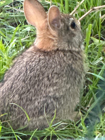 A rabbit is partially visible in a patch of tall green grass. The rabbit's head and ears are pointing towards the left side of the image, with its body extending to the right. The fur on its back is a mottled gray and brown. The grass is lush and green, with some dry twigs interspersed. The lighting suggests it is daytime. The image does not provide any information about the location in Sesto San Giovanni, Italy.