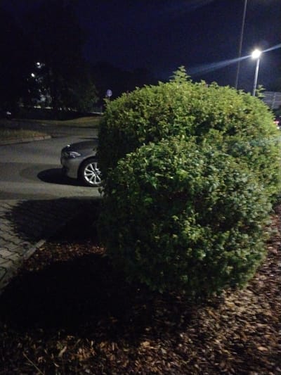 An outdoor, nighttime scene shows a large, manicured green bush in the foreground. To the left of the bush, a silver car is parked on an asphalt surface. The car's front left wheel and headlight are visible. Behind the bush and to the left, a sidewalk made of pavers can be seen. The background is dark, with some trees and a street light illuminating a portion of the scene. The image appears to be taken in a residential or parking area.