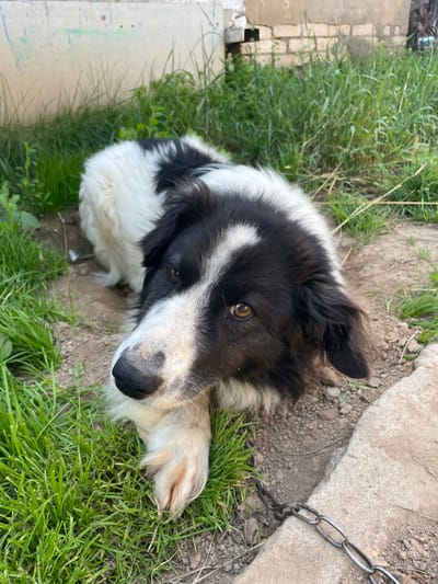 A black and white dog lies on the ground near a building and some grass. The dog is looking towards the camera. A metal chain is visible in the lower right corner of the image. The ground is a mixture of dirt and grass. The building appears to be made of brick.