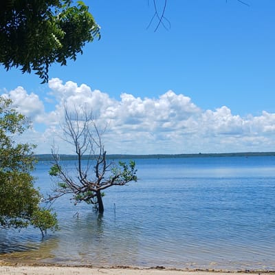 This image depicts a coastal scene in Tanga, Tanzania, on a clear day. The foreground features a light-colored sandy beach with minimal dark organic debris. The midground consists of calm, blue-green water that transitions to a deeper blue further from the shore. Partially submerged in the shallow water, slightly left of center, is a gnarled, mostly bare tree with some green foliage on its lower branches. To its left, another tree with denser green foliage extends from the water's edge. A third tree with heavy green foliage is visible in the upper left corner, partially obscuring the sky. The background shows a wide expanse of deep blue water meeting a dark green, forested landmass on the horizon. Above the horizon, the sky is bright blue with numerous large, white cumulus clouds. Multiple dark, small forms are visible on the water near the distant landmass, consistent with boats or buoys. A distinct reddish-orange object, likely a buoy or small vessel, is present on the water towards the right side of the background. No people are visible. Thin, dark lines, possibly wires or natural debris, are faintly visible against the upper sky.