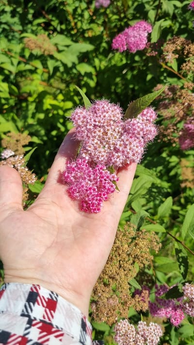 A person's outstretched left hand is holding clusters of small, pink and white flowers against a background of green foliage. The flowers appear to be part of a larger shrub. The hand is lightly cupped, and the flowers are resting within it. The person is wearing a red, white, and black plaid shirt. The image has a shallow depth of field, with the flowers and hand in sharp focus and the background blurred. The lighting suggests it is daytime, likely outdoors. The image is from the city of Verzilovo, Russia.