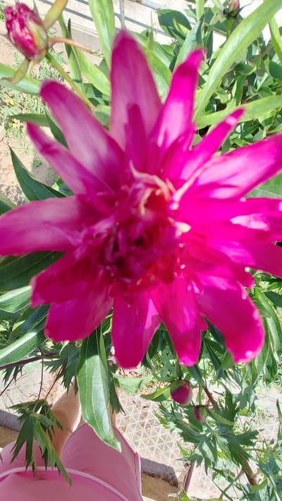 A vibrant, deep pink peony flower is the central focus of this close-up, outdoor photograph. The flower is in full bloom, with its numerous petals unfurling outwards. Some petals show a lighter pink or white hue towards their tips, and hints of yellow stamens are visible in the center. The flower is surrounded by lush green foliage, characteristic of a garden setting. In the background, hints of a fence and a paved surface with a diamond pattern suggest an urban or suburban environment. The image is oriented vertically, with the flower dominating the frame. The bottom portion of the image shows a glimpse of a person wearing a pink garment, possibly a dress or shirt, with their legs partially visible. Two peony buds, one partially open and showing deep pink, are also present on stalks amidst the leaves. The scene appears to be well-lit by natural sunlight. The location is identified as Nogliki, Russia.