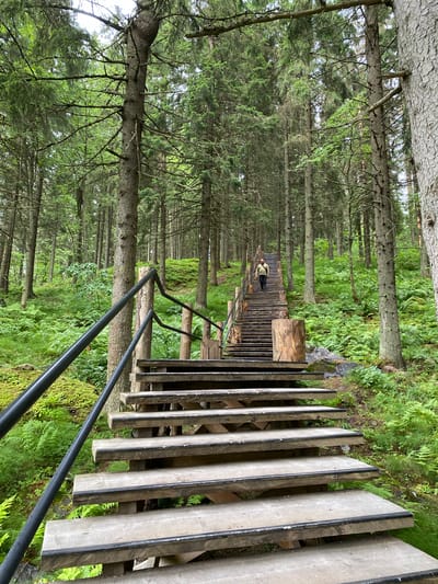 A person walks along a wooden walkway through a dense forest. The walkway is elevated and has a black metal railing. The forest is filled with tall evergreen trees and lush green undergrowth. The walkway appears to be made of wooden planks, some of which are weathered. In the distance, the walkway curves and disappears into the trees. The scene appears to be set in a natural, outdoor environment. The lighting suggests it is daytime, and the overall mood is peaceful and serene. There are no visible text or specific time or weather cues.