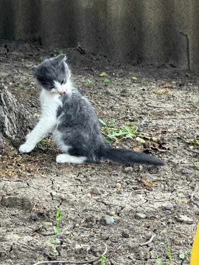 A kitten is grooming itself while sitting on dry, cracked earth. The kitten is grey and white with dark grey markings. It is facing left, with its head tilted down and its tongue extended to its chest. The kitten's tail is long and bushy, and it is curled around its body. The ground is covered in dry dirt, with a few small green plants and brown leaves scattered about. In the background, there is a grey, corrugated wall or fence. The scene appears to be in a garden or yard. There is no indication of the location in the city of Komsomolskiy, Russia within the image itself.