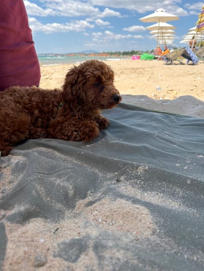 A red-brown curly-haired dog is lying on a dark green towel on a sandy beach. The dog is facing to the right of the frame and its fur is slightly matted. The dog's paws are visible and it is wearing a yellow collar with a paw print design. To the left of the dog, a person's leg, clad in a burgundy garment, is partially visible. In the background, the sea is visible, with a shoreline and a gentle wave. Further back, there are several beach umbrellas and lounge chairs, indicating a populated beach. The sky is blue with scattered white clouds. The location is identified as Πόρτες, Greece.