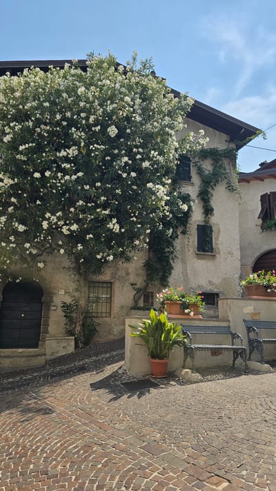 This image depicts a charming street scene in Limone sul Garda, Italy, likely captured on a sunny day. The foreground features a cobblestone pathway with a warm, earthy tone, laid in a repeating diamond pattern. To the right, a portion of a building with a textured, pale facade is visible, adorned with window boxes containing blooming flowers, some pink and some white. A large potted plant with lush green foliage sits on a small concrete ledge, casting a distinct shadow on the cobblestones.

Dominating the left side of the image is a vibrant, sprawling tree covered in a profusion of small white blossoms, its branches reaching towards the sky. The tree is intertwined with the building's facade, with ivy climbing the walls as well. Several windows are visible on the building, some with dark shutters and decorative metal grilles. An arched doorway with a dark door is situated at the bottom of the building. Two dark metal benches with ornate detailing are positioned along the wall above the potted plant.

The sky above is a clear, bright blue with wispy white clouds, suggesting pleasant weather. The angle of the sunlight indicates it is likely late morning or early afternoon. The overall impression is one of a picturesque and tranquil Italian village setting, bathed in sunlight, with abundant greenery and blooming flowers. There is no visible text in the image.