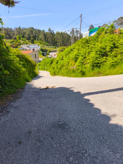 The image depicts a narrow, winding asphalt road in Cangas de Morrazo, Spain. The road ascends a hill, flanked by lush green vegetation, primarily ferns. Houses are visible in the background, interspersed with trees and undergrowth. Overhead power lines are present. A shadow is cast on the right side of the road. Debris, possibly leaves and small branches, is scattered across the road surface near the center of the frame. A 30-speed limit road sign is visible in the background.