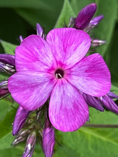 A close-up, eye-level, vertical shot displays a vibrant pink phlox flower in full bloom, positioned centrally against a blurred green background of foliage. The flower features five distinct petals, each with subtle, lighter pink veining radiating from the center. The center of the flower is dark and appears to have white stamens. Surrounding the main bloom are several unopened purple buds, also in sharp focus, adding depth and detail to the scene. The lighting appears to be natural daylight, highlighting the textures and colors of the flower and buds. The environment is a natural outdoor setting, likely a garden or park, with no indication of any urban infrastructure or human presence. The image was taken in Novogorbovo, Russia.