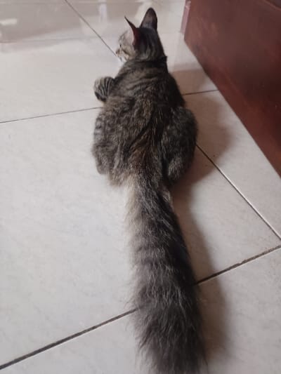 A tabby cat is observed lying on a tiled floor in Ouderkerk aan de Amstel, Netherlands. The feline's back is presented towards the viewer, with its head turned to the left in profile. Its fur exhibits a pattern of dark grey and brown stripes, and its long, bushy tail extends directly rearward. The floor consists of light-colored square tiles with dark grout lines. A dark brown wooden surface is partially visible along the right edge of the frame. The area is illuminated by indoor lighting, casting a soft shadow of the cat to its right.