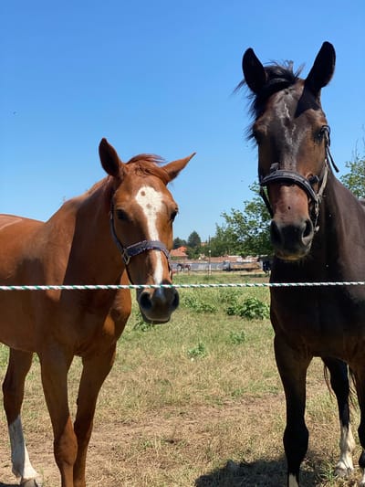 This full-shot image captures two horses standing behind a white and green striped electric fence in a dry grassy field under a clear blue sky in Slavovitsa, Bulgaria. The horse on the left is a bay or chestnut color with a prominent white blaze extending down its face and a decorative halter featuring white beads. The horse on the right is dark brown or black, wearing a plain black halter. Both horses are positioned centrally, facing directly towards the viewer. Their ears are perked forward, and their expressions appear calm.
In the mid-ground, behind the horses and the immediate field, a sparse treeline is visible. The background reveals a rural or semi-rural scene with several buildings, including what appears to be farm structures, possibly stables or barns, and residential houses with orange-tiled roofs. A white truck is parked near the buildings, and piles of hay are discernible. Further into the background, other horses are visible grazing or standing. The ground consists of dry, parched grass and patches of bare earth, indicating sunny and dry conditions. Scattered small flying insects are visible in the air, particularly around the horses' faces.