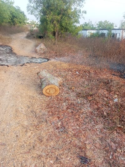 The image captures an outdoor scene in Okeni, Nigeria, under daylight, characterized by a clear, light-colored sky. The foreground is dominated by a dirt path, approximately 1.5 meters wide, heavily covered with light brown sawdust and wood chips. A freshly cut tree trunk, roughly 0.7 meters long and 0.3 meters in diameter, rests diagonally across a section of this path and the adjacent ground. Its visible cross-section displays distinct concentric growth rings and an elliptical core. To the right of the path, the ground is covered with a mix of dry, reddish-brown leaves and sparse, desiccated vegetation. Several dark, charred patches of ground with white ash residue are visible, indicating recent burning activity. The midground features the dirt path curving towards the left, flanked by more dry vegetation and several mature green-leafed trees. A large, light-colored rock is partially visible near the path in this section. In the background, white-walled buildings with dark, rectangular openings are partially visible through dense green foliage, indicating structures at the edge of the observed area. No individuals or active processes are depicted in the scene.