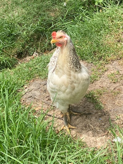 A white chicken with speckled neck feathers is shown from an overhead perspective, looking down towards the ground. The chicken's body is predominantly off-white or light cream in color, with distinctive grey and black barring or speckling on its neck and upper back. Its head features a bright red single comb and red wattles beneath its beak. The beak is yellow, and its eyes are yellow with dark pupils, intently focused downwards. The chicken's legs are a robust yellow color, with visible dark scales and sharp claws, planted on the bare earth.
The setting is an outdoor area with a mix of natural elements. The ground is covered with patches of lush green grass and areas of dry, light brown soil or dirt. There are some darker, perhaps slightly damp, patches of earth visible, especially near the chicken's feet, suggesting a small depression or dirt bath area. Bright sunlight illuminates the scene, creating distinct shadows and indicating it is daytime. The chicken appears to be either foraging, observing something on the ground, or possibly in the process of taking a dust bath, given its posture and proximity to the bare earth.