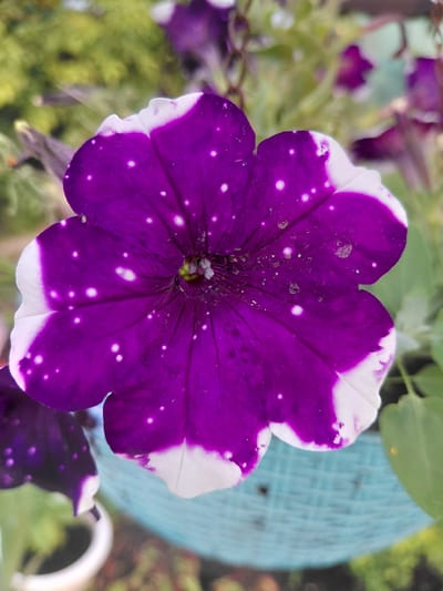 A close-up, eye-level shot focuses on a single, vibrant purple petunia flower with white edges and white speckles, set against a blurred background of greenery and a light blue woven pot. The flower is in sharp focus, revealing intricate details of its petals, stamen, and the delicate white spots that resemble stars. The background is soft and out of focus, creating a bokeh effect. The scene is outdoors, likely in a garden or on a balcony, given the presence of plants and a planter. There is no indication of the specific location within NovoSelovo, Russia, beyond it being an outdoor setting with flowers.