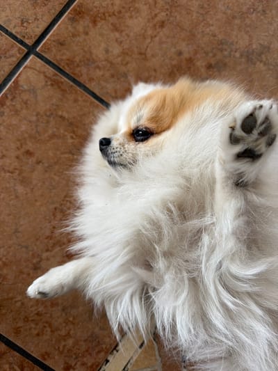 A small, white and tan Pomeranian dog is lying on its back on a brown tiled floor. The dog's face, with a tan ear and black nose, is visible. One of its paws is raised, showing dark paw pads. The tiled floor is brown with dark grout lines.