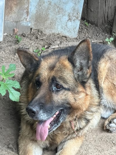 A German Shepherd dog is lying on the ground in what appears to be a backyard. The dog's head is to the left, and it is looking towards the viewer. Its tongue is hanging out, and its mouth is open. The dog's fur is a mix of brown, black, and tan. There is a small green plant to the left of the dog's head. In the background, there is a concrete wall and some wooden fencing. The ground is dirt and gravel. The scene is outdoors in what could be a city or rural area. The dog is the sole subject in the image.