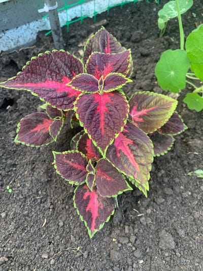 A close-up, high-angle shot shows a vibrant coleus plant growing in dark soil. The plant's leaves are ovate with serrated edges and display a striking pattern of deep purple and bright pink, outlined by a thin lime-green border. The leaves have a textured, slightly velvety appearance. In the background, out of focus, are elements of a garden setting, including a light-colored textured wall, a gray pole secured with white plastic ties to a green mesh fence, and the indistinct green leaves of a nasturtium plant. The soil appears moist and is composed of dark, granular earth with a few small twigs and debris visible. The scene is likely located outdoors in a garden.