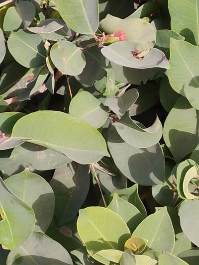 The image presents a dense, close-up view of numerous green plant leaves, consistent with outdoor foliage found in the city of Bahit, Nigeria. The leaves exhibit varying shades of green, from light to medium, with some showing minor reddish or brownish tinges on their surfaces. Strong, directional lighting illuminates the upper portions of the leaves, creating pronounced shadows on the leaves beneath and within the cluster. No individuals, man-made objects, or specific actions are discernible within the frame, which is entirely filled with the natural plant material.