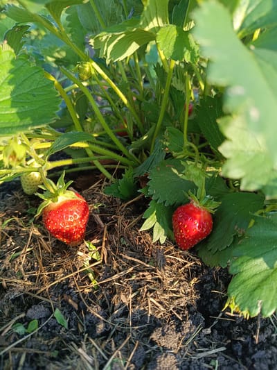 The image depicts a close-up view of a strawberry plant growing in the soil. Two ripe red strawberries are visible, one in the foreground on the left and another slightly further back on the right. The plants have green leaves and stems, some of which are fuzzy. The ground is covered with dark soil and dry straw-like material. The scene appears to be outdoors, possibly in a garden or field, under natural sunlight. There are no people or animals visible in the image. The location is identified as Verkhnie Chershily, Russia.