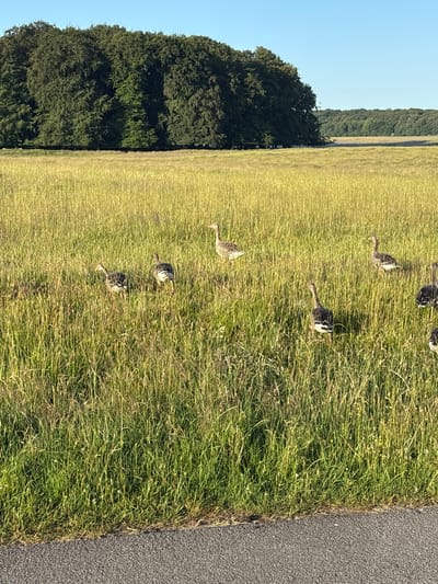 This media file shows a flock of greylag geese in a grassy field. The geese are walking through the tall grass, with some individuals looking towards the camera. The scene is bathed in bright sunlight, suggesting it is daytime, likely late afternoon given the warm, golden hue of the grass.
The background features a dense line of trees, hinting at a wooded area bordering the field. The field itself appears to be a meadow or pasture, with a paved surface, possibly a road or pathway, visible along the right edge of the frame. The sky is clear and blue, indicating fair weather.
The overall impression is one of a peaceful, natural setting. The geese appear calm and unperturbed by the presence of the photographer. The detail of the tall grass, with individual blades clearly visible, suggests a rural or semi-rural location. Given the provided location context of Kongens Lyngby, Denmark, this scene likely depicts a common sight in the Danish countryside. There is no visible text in the image.