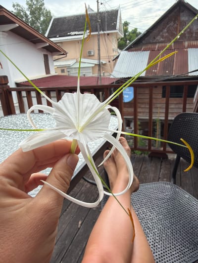 In Luang Prabang, Laos, a person is holding a white spider lily flower, its delicate petals unfurling. The flower has long, thin green stamens with yellowish tips. The person's hand, with visible fingernails and skin texture, supports the stem of the flower. In the background, weathered wooden decks and railings suggest an outdoor seating area. Beyond that, traditional Southeast Asian architecture is visible, with tiled roofs and wooden buildings. A metal outdoor table with a textured surface is to the left, and a black metal chair is to the right. The person's legs and bare feet are visible, crossed and resting on the deck, indicating a relaxed posture. The scene is set outdoors, possibly on a balcony or veranda, with a slightly overcast sky.