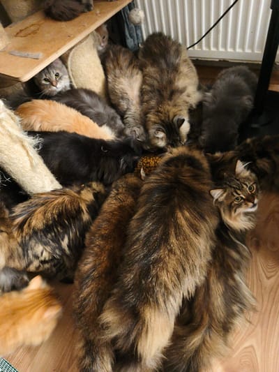 The image shows a close-up, overhead view of a large pile of cats. They are all long-haired and vary in color from grey and tabby to black and orange. Some cats are looking directly at the camera, while others are nestled into the pile. The cats appear to be on a wooden floor, with a cat tree structure visible in the background. The lighting is dim. The image was captured indoors. There are no people or any other animals visible in the image. The location is not specified in the image.