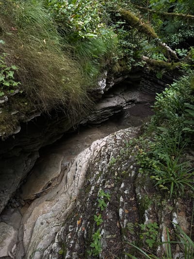The image depicts a natural gorge or ravine, likely within the environs of Khleborob, Russia. The scene is dominated by stratified rock formations, with layers of light-colored stone interspersed with darker, possibly sedimentary, rock. Lush green vegetation, including grasses, moss, and various leafy plants, grows abundantly on the slopes and edges of the gorge. Some dry, straw-like grasses hang over the upper edge of the rock face. The gorge itself appears narrow and deep, with a shaded interior and a visible path or dry riverbed at the bottom. Fallen, moss-covered branches lie across the upper parts of the gorge. The overall impression is one of a secluded, natural, and somewhat overgrown landscape. There are no people or animals visible in the image.