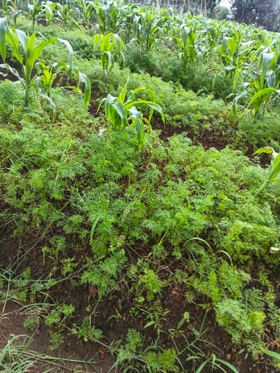 This image captures a lush agricultural field, likely in Nipa, Papua New Guinea, showcasing an intercropping system. The primary subjects are two distinct types of crops growing together. Taller plants with broad, green leaves are identified as corn (maize), standing upright and robustly. Interspersed among and beneath the corn plants are numerous smaller, lower-growing plants characterized by delicate, fern-like green foliage, consistent with young carrot plants.
The scene depicts a cultivated area where these crops are thriving. The soil is dark and visible in patches, suggesting moisture, and appears fertile. Scattered thin blades of wild grass or weeds are also present among the cultivated plants.
The time of day appears to be daytime, with natural light illuminating the field. The light is somewhat diffuse, possibly indicating an overcast sky or a time of day when the sun is not directly overhead, contributing to the soft, even lighting across the plants. There are no people visible, and no specific activity beyond the natural growth of the crops is depicted. No discernible text is present in the image. The overall impression is one of healthy plant growth in a productive farming environment.