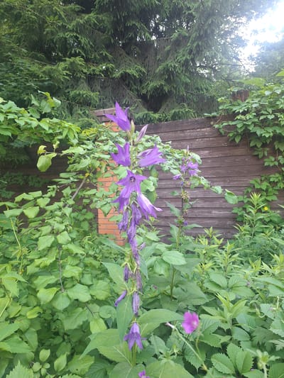 The image depicts a cluster of tall, purple bell-shaped flowers in the foreground, set against a backdrop of lush green foliage and a weathered wooden fence. The flowers are arranged in a cascading manner along a slender stem, with some buds visible at the top and wilting blossoms towards the bottom. Behind the flowers, dense green leaves of various plants fill the mid-ground. To the right, a portion of a wooden fence, constructed from horizontal planks, is visible. The fence is partially covered by climbing green vines. In the far background, the branches of a large coniferous tree are apparent. A small patch of red brickwork is visible behind the foliage to the left of the main floral subject. The lighting suggests an outdoor scene, possibly a garden or yard, with sunlight filtering through the leaves and branches. The image was taken in Novoglagolevo, Russia.