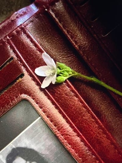 The scene depicts a small, white, five-petaled flower with a green stem and several green buds resting on the surface of a reddish-brown leather wallet. The wallet exhibits a textured finish with visible stitching, indicating internal compartments. A clear plastic window, part of the wallet's internal structure, is visible in the lower left section, containing a partially obscured black-and-white image, likely a photograph, showing the top of a head with dark hair. No individuals are present or actively engaged in the scene. The immediate environment consists solely of the wallet and the flower, with no discernible external surroundings or specific identifying features of a location within Arthès, France. The lighting is diffused, highlighting the textures of the leather and the delicate form of the flower.