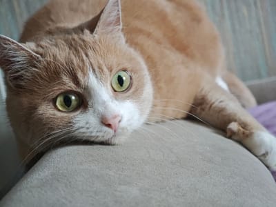 A close-up shot focuses on an orange and white cat lying on a light brown sofa. The cat's head is turned towards the camera, with its right eye prominently displayed. The cat has striking green eyes, a pink nose, and white fur around its muzzle and chest, contrasting with its orange tabby markings. Long white whiskers extend from its face. The background shows a textured wall with vertical lines, possibly a patterned wallpaper or a slatted surface, in muted colors of blue and grey. A hint of purple fabric is visible in the lower right corner, possibly another cushion or blanket. The lighting suggests an indoor setting, possibly during the day, with soft light illuminating the cat's face. The cat appears relaxed and perhaps a little sleepy, with its head resting on the sofa. The image captures a peaceful moment, highlighting the cat's features and its comfortable resting position in what appears to be a home environment in Kursk, Russia.