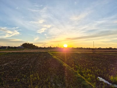 A vibrant sunset illuminates a rural landscape in Geulanggang Teungoh, Indonesia. The scene is dominated by two expansive agricultural fields, one freshly plowed and dark brown, the other partially covered with young green shoots, possibly rice paddies. A narrow, grassy path divides the two fields, winding its way towards the horizon. In the distance, a cluster of buildings, including houses and what appears to be a small, open-sided wooden structure, are silhouetted against the warm glow of the setting sun. Two prominent telecommunication towers stand tall on the horizon, punctuating the skyline.

The sky is a canvas of dramatic colors, with the sun, a bright orb of yellow and orange, casting a warm, golden light across the entire scene. Rays of sunlight pierce through wispy, white clouds that are streaked across a gradient of pale blue and soft yellow. The light creates a lens flare effect, a bright starburst emanating from the sun. The overall atmosphere is serene and peaceful, evoking a sense of tranquility and the end of a day. The time of day is clearly sunset, indicated by the low angle of the sun and the warm, diffused light. There are no people visible in the image, and no text is present.