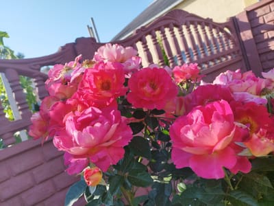 This is a close-up, low-angle photograph of a cluster of vibrant pink roses in bloom, set against a backdrop of a clear blue sky and architectural elements. The roses are the primary subject, with their petals unfurling and showcasing varying shades of pink, some with hints of yellow near the center. Some of the blooms are fully open, revealing their stamens, while others are more tightly budded, including a single, small orange and pink bud in the lower left. Dark green leaves are interspersed among the flowers.

Behind the roses, a decorative, dark reddish-brown fence or gate is visible, characterized by ornate, carved posts and a series of vertical slats. Beyond the fence, a portion of a building with light-colored siding and a dark roof is apparent. The fence casts shadows onto the building's siding. The overall setting appears to be an outdoor, possibly residential or garden area. The image is consistent with the natural environment and common decorative features found in the city of Lozova, Ukraine, particularly in gardens or along property boundaries. No people or animals are present in the image.