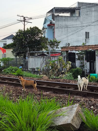 This image depicts a railway track scene in Thành phố Quảng Ngãi, Vietnam, under diffused daylight conditions. In the foreground, dense green grass occupies the lower left, while a grey, triangular concrete block rests partially submerged on the lower right, adjacent to the tracks. Two medium-sized dogs are positioned on the railway tracks. The dog on the left is light brown with a dark patch near its tail, standing between the rails and facing the viewer. The dog on the right is white with black spots, standing on the rightmost rail, facing away from the viewer with its head turned slightly to its left. The railway infrastructure consists of two parallel steel rails laid on a bed of dark brown ballast stones.
In the mid-ground, behind the tracks, a low, corrugated metal fence separates the railway from a dense area of unkempt green vegetation. A dark brown wooden utility pole with multiple cross-arms and insulators stands centrally, supporting overhead power lines visible against the light sky.
The background features several residential structures. To the left, a white building with a dark roofline is partially visible, with a red Vietnamese flag on a pole partially obscured by a large green tree. In the center, a light blue, multi-story building with a distinctive angled roof section is visible. To its right, a taller, light grey concrete building features a flat roof with a metal trellis structure, an exterior air conditioning unit, and a single rectangular window. Below this grey building, a brown-tiled roof covers an entrance area with dark metal gates, surrounded by additional green foliage. No human figures are present in the scene.