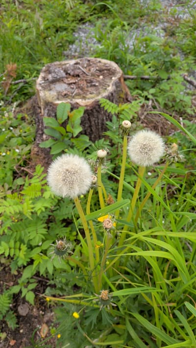 In a naturalistic setting in Trofors, Norway, the image captures a close-up view of several dandelions. The foreground is dominated by fluffy, seed-laden dandelions, their delicate white parachutes poised for dispersal. Their stems are a vibrant green, contrasting with the surrounding foliage. In the background, a weathered tree stump, rough and aged, serves as a central element. The environment is rich with lush green vegetation, including grasses and leafy plants, suggesting a growth-heavy season. Small yellow wildflowers are scattered throughout, adding touches of color to the verdant landscape. The ground appears to be a mix of soil and small stones. The overall impression is one of a natural, untamed space within the city's boundaries.