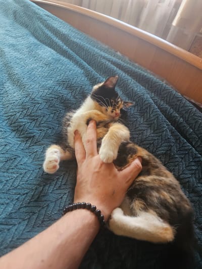 A calico cat is lying on its back on a textured blue blanket, being petted by a human hand. The cat's front paws are extended, and its eyes are partially closed, suggesting it is relaxed and enjoying the attention. The human hand, adorned with a black beaded bracelet, is gently stroking the cat's belly. The background shows a wooden headboard and sheer curtains, indicating an indoor setting, likely a bedroom. The overall scene conveys a sense of comfort and affection. The location is Dūkštas, Lithuania.