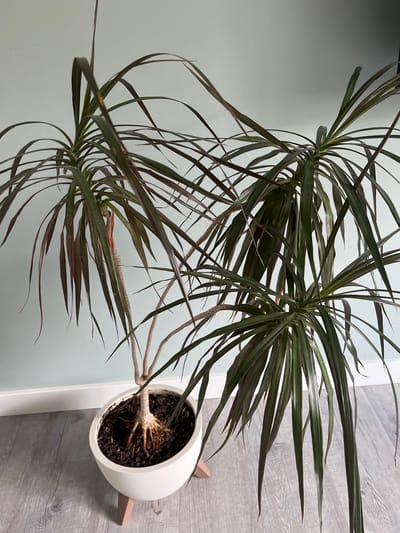 A tall, indoor Dracaena plant with thin, arching, dark green and burgundy leaves sits in a white pot on a light gray wood-grain floor. The pot is elevated by three small, light pink legs. The background is a pale blue wall with a white baseboard. The plant's trunk is visible above the soil, with exposed roots at the base. No people are present in the image. The scene appears to be indoors, likely in a residential setting. The location of Khadyzhensk, Russia, is not determinable from the visual information provided in the image.