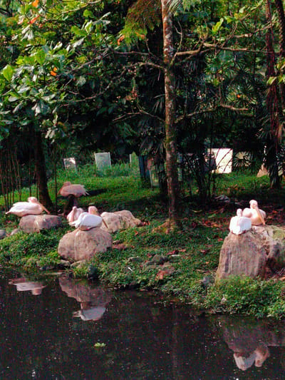 A group of pelicans are resting on rocks near a body of water. The pelicans are white and pink, and they are all facing in different directions. The rocks are gray and brown, and they are covered in moss. The water is dark and reflective, and it is surrounded by lush green vegetation. In the background, there are trees and a few clear panels that appear to be part of an enclosure. The scene is calm and serene, suggesting a peaceful moment in nature. The location is identified as Suka Makmur, Indonesia.